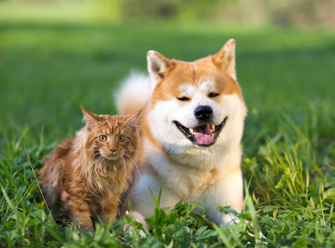 A dog and cat lying in grass