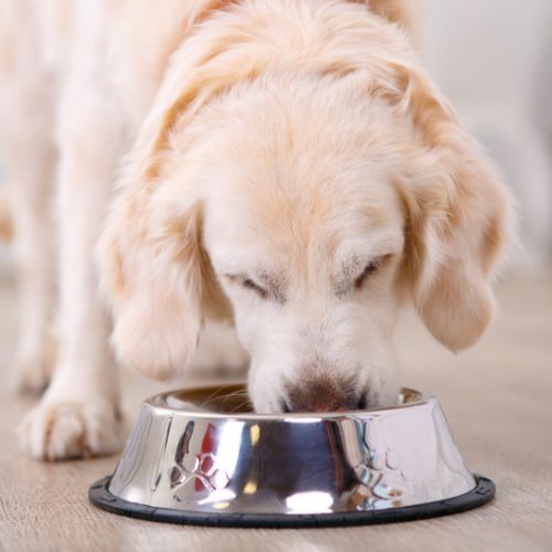 Dog-eating-Dog-food-out-of-a-bowl