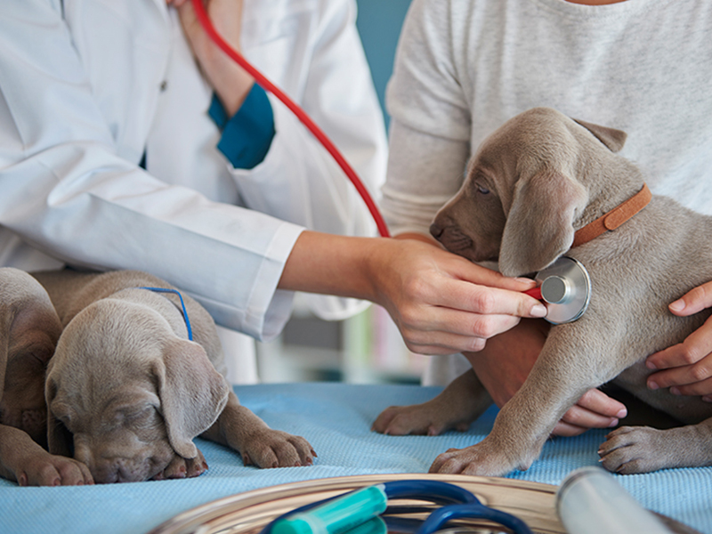 Veterinarian Examining the Dogs