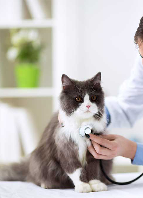 a cat with a stethoscope on its neck