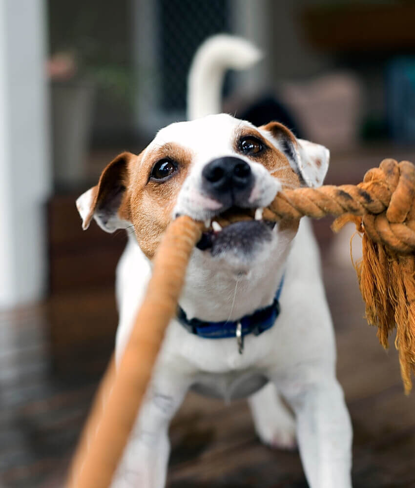 a dog biting a rope