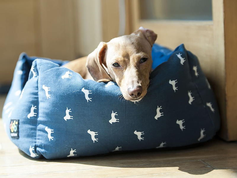 a dog lying in a blue dog bed