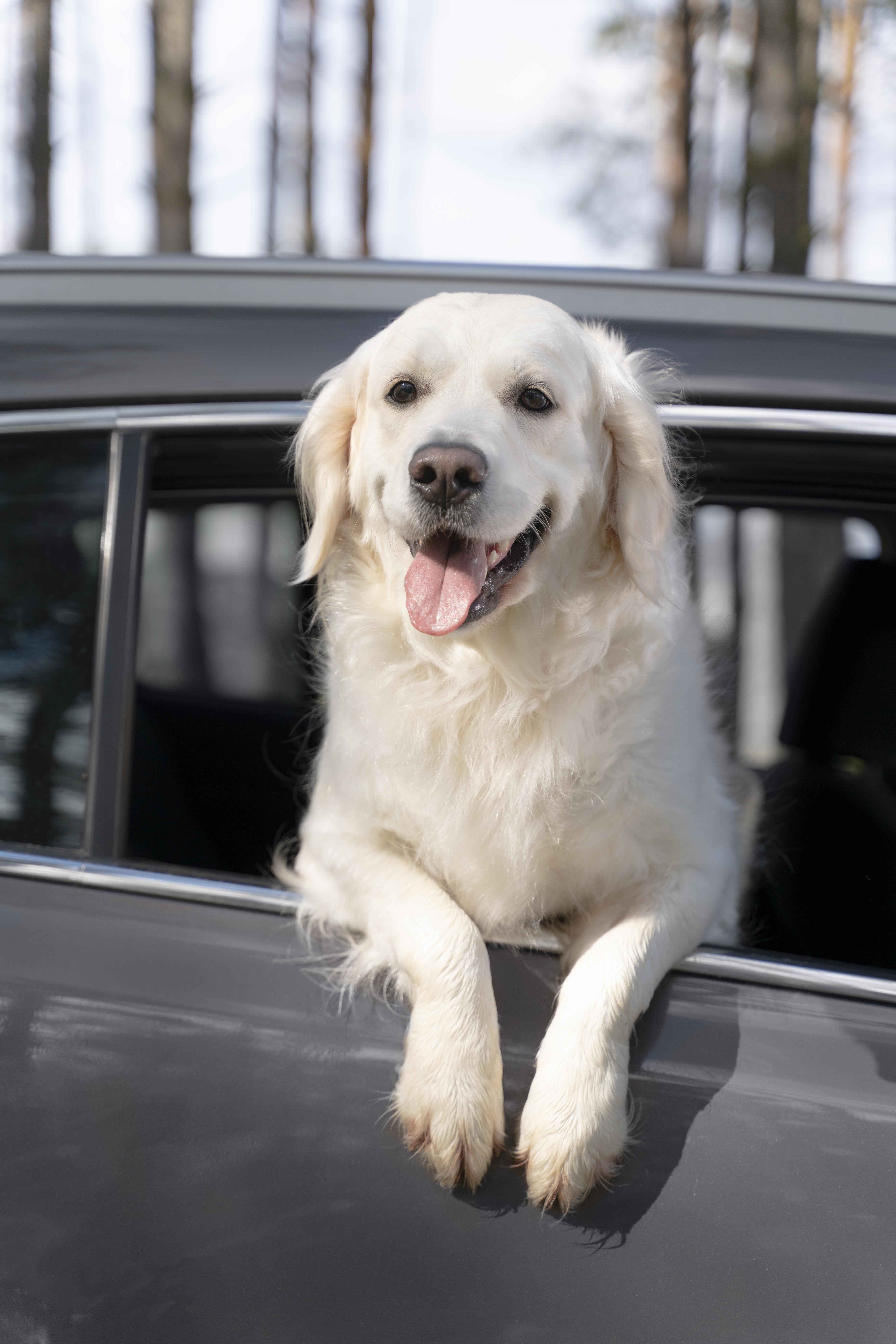 a dog sitting in a car
