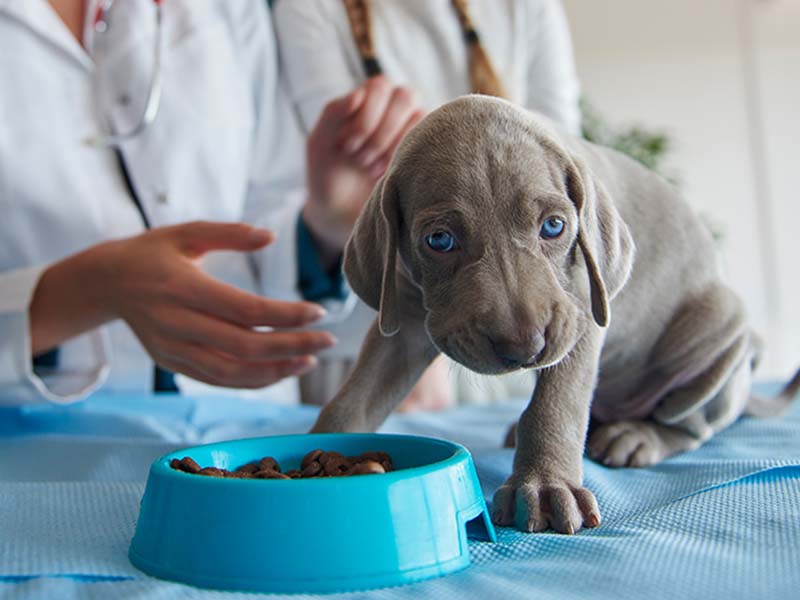 a puppy with bowl food
