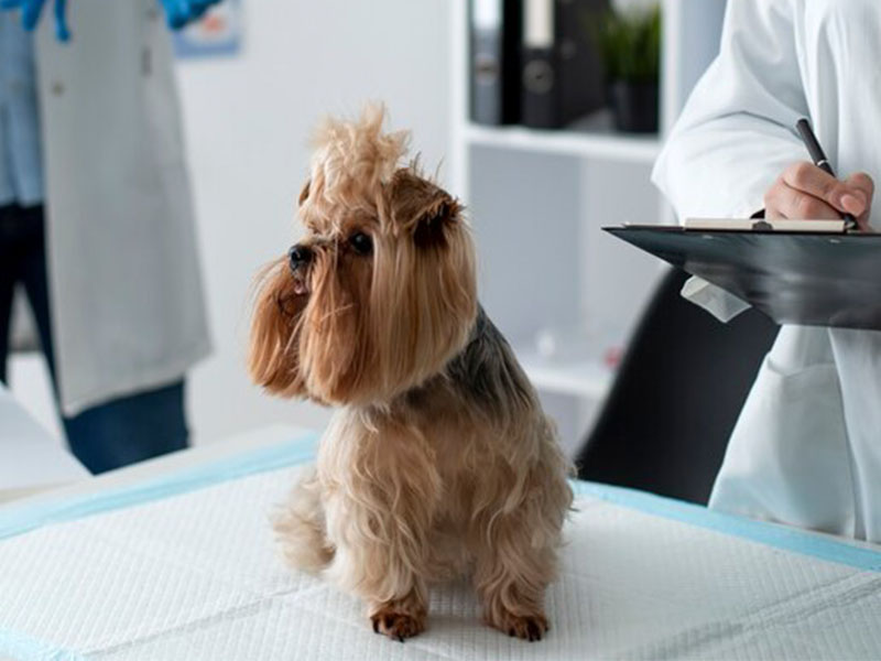 cute-dog-during-consultation