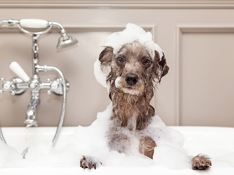 dog in the bath tub