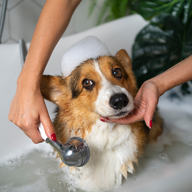 washing pet dog home