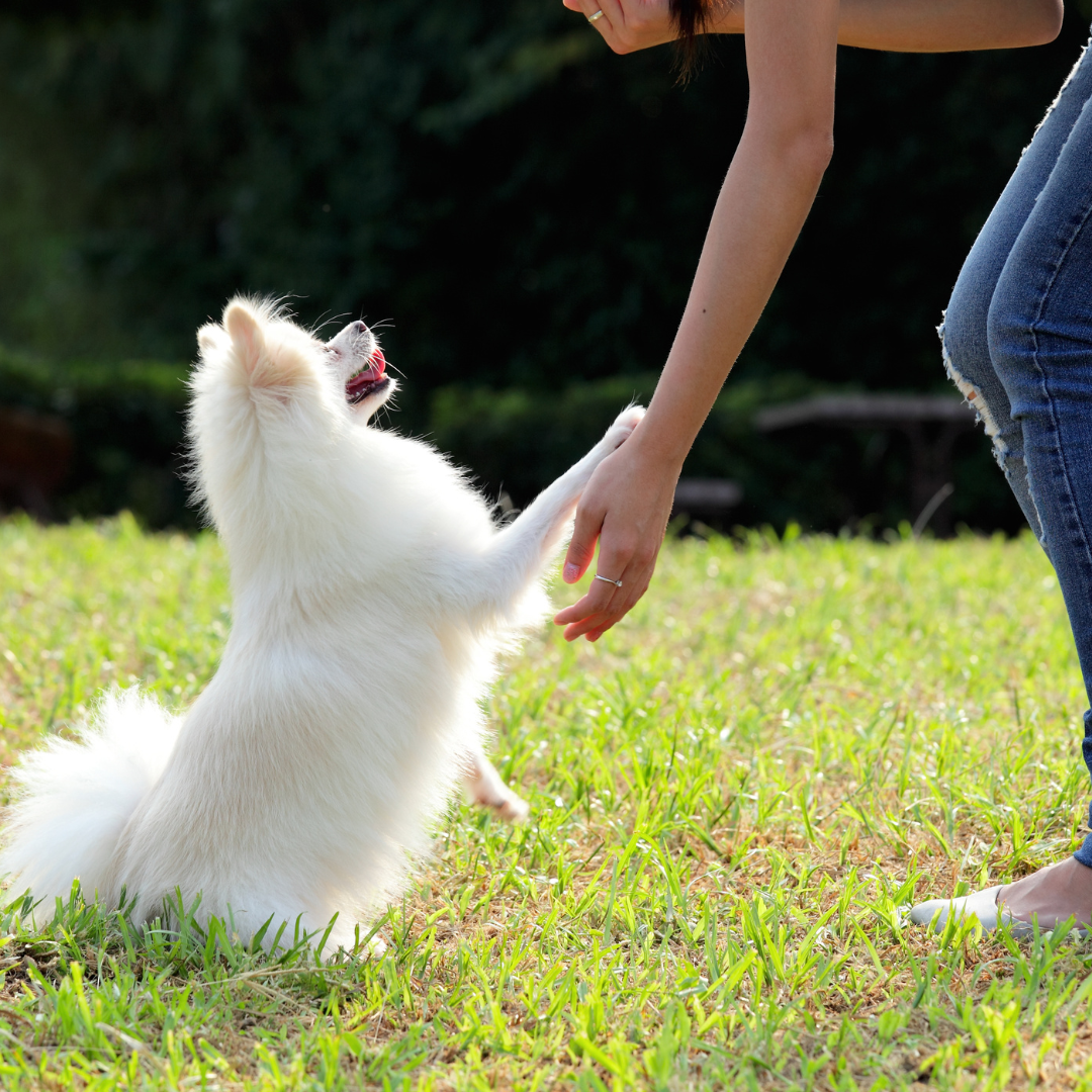 funny-happy-beagle-dog-walking-playing-park
